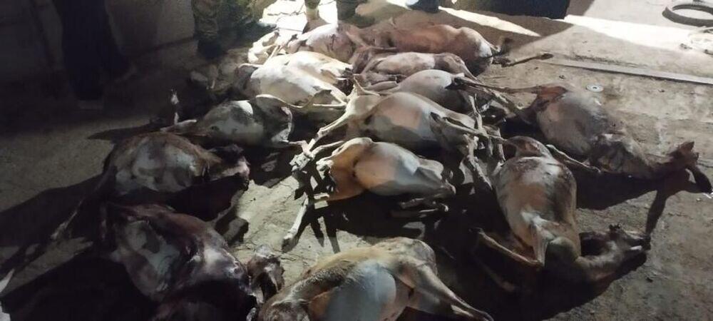 Туши краснокнижных джейранов обнаружили у жителя Мангистауской области