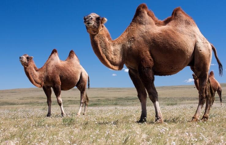 Устойчивый рост верблюдоводства в Казахстане: поголовье выросло на 4%