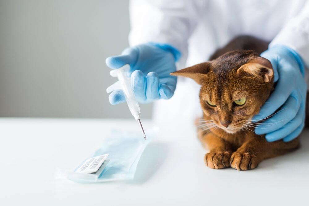 Поквартирных рейдов не будет: в Минэкологии рассказали об условиях чипирования домашних животных 