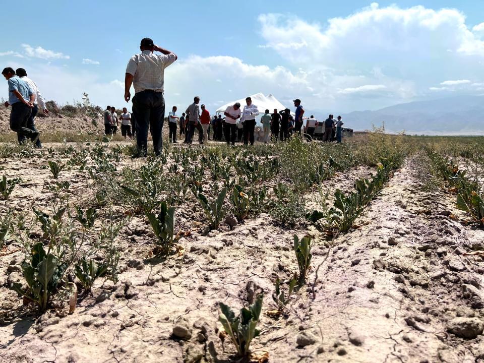 Засуха и недостаток поливной воды в Казахстане: лишь 45% посевов находятся в хорошем состоянии

