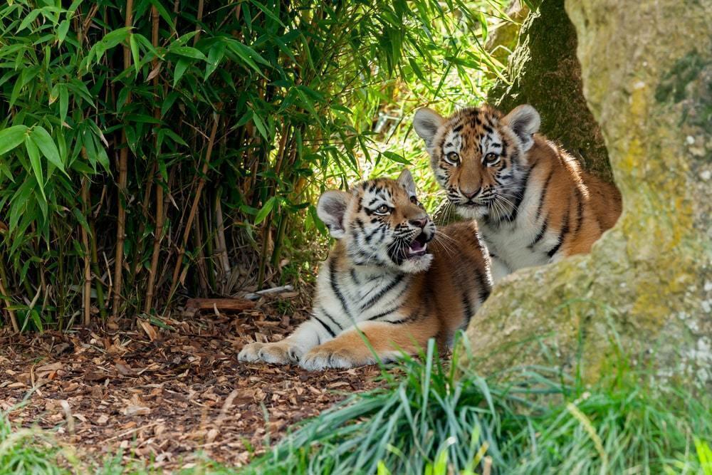 Зоопарк Караганды показал подросших тигрят