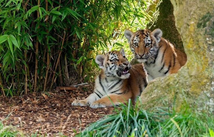 Зоопарк Караганды показал подросших тигрят