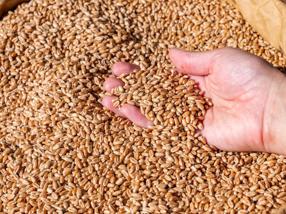 Более 1000 тонн казахстанской пшеницы отправлено в китайский Сиань
