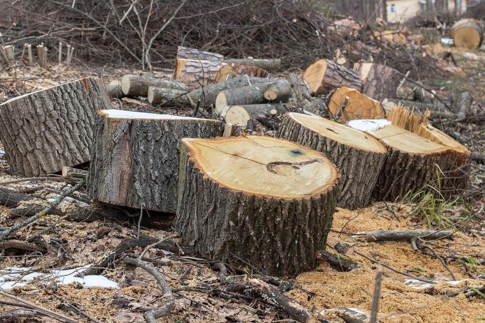 В Алматинской области туристы обнаружили незаконную вырубку деревьев в нацпарке