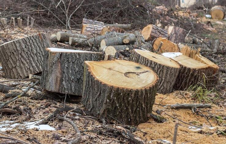 В Алматинской области туристы обнаружили незаконную вырубку деревьев в нацпарке