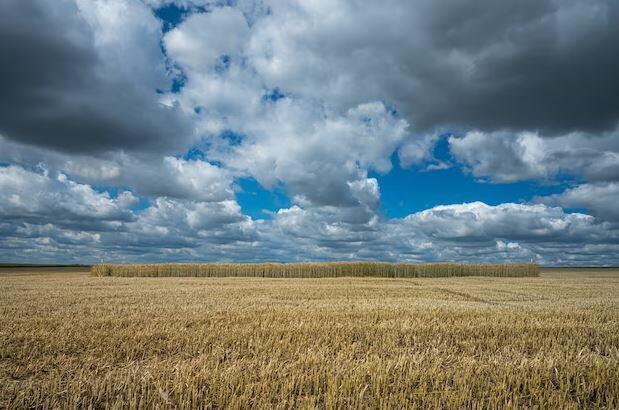 Ряд мер поддержки обещают власти аграриям Казахстана на фоне неутешительного прогноза погоды