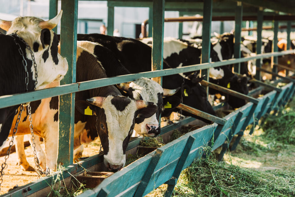 Бруцеллез в Карагандинской области: в регионе зарежут свыше двух тысяч коров