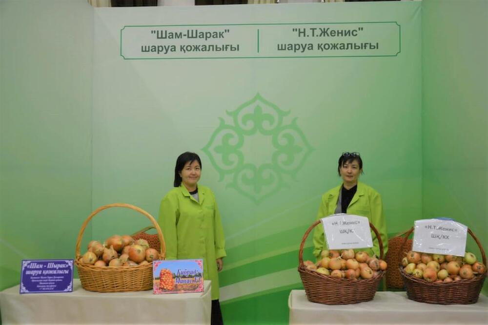 8.8 thousand tons of onions contracted from farmers by regional Social and Entrepreneurial Corporation