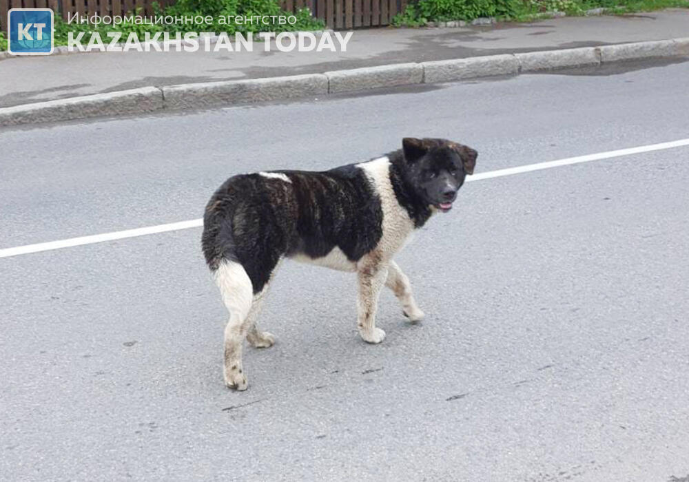 В Акмолинской области водитель привязал собаку к машине