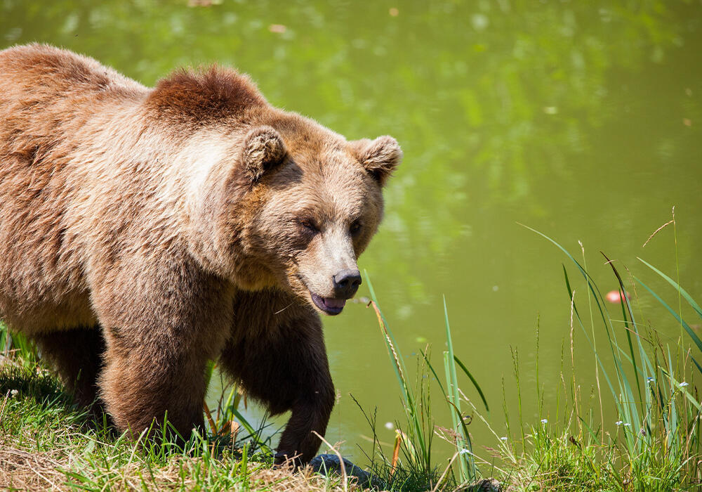 Камера запечатлела краснокнижных медведей в Жонгар-Алатауском нацпарке