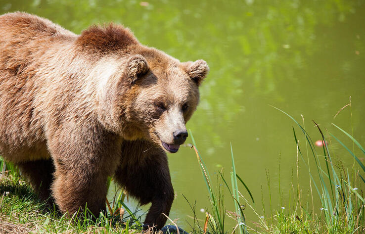 Камера запечатлела краснокнижных медведей в Жонгар-Алатауском нацпарке