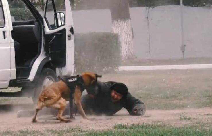 Алматыда Қазақстан мен Қырғызстанның кинологиялық қызметтерінің арнайы оқу-жаттығуы аяқталды