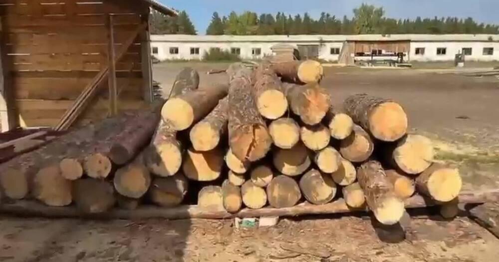 Должностные лица подозреваются в причастности к незаконной вырубке леса в "Ертіс орманы"