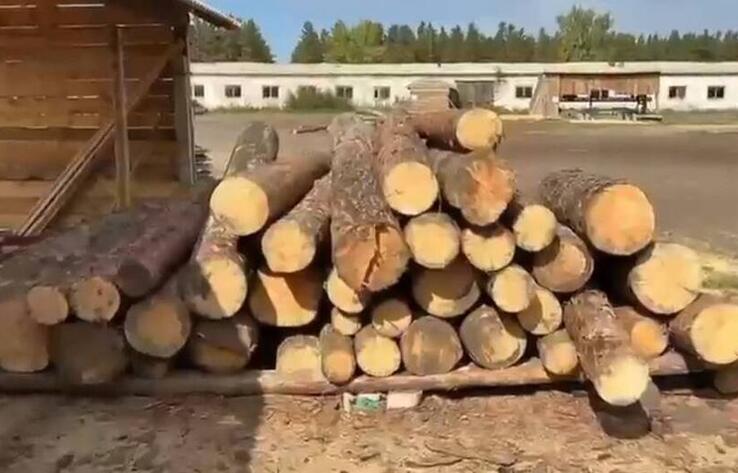 Должностные лица подозреваются в причастности к незаконной вырубке леса в "Ертіс орманы"