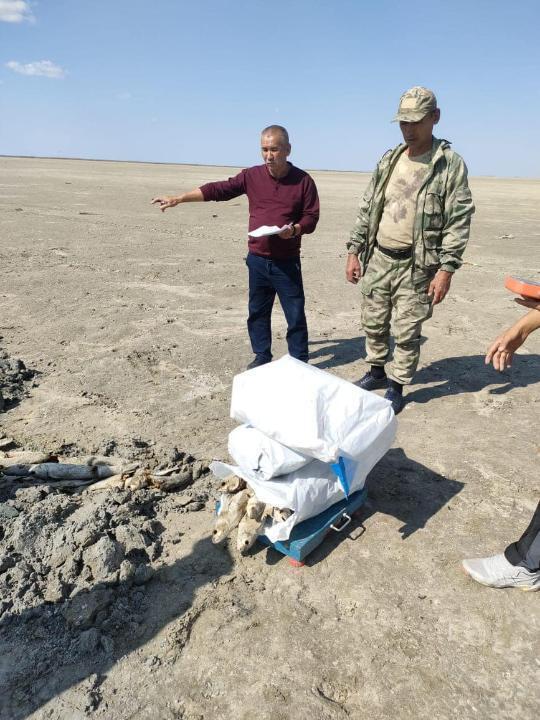 Массовая гибель кефали произошла в Атырауской области 