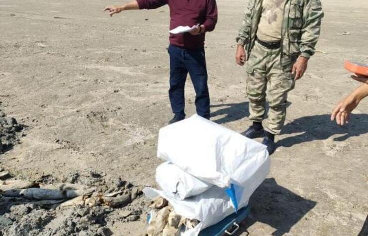 Массовая гибель кефали произошла в Атырауской области 