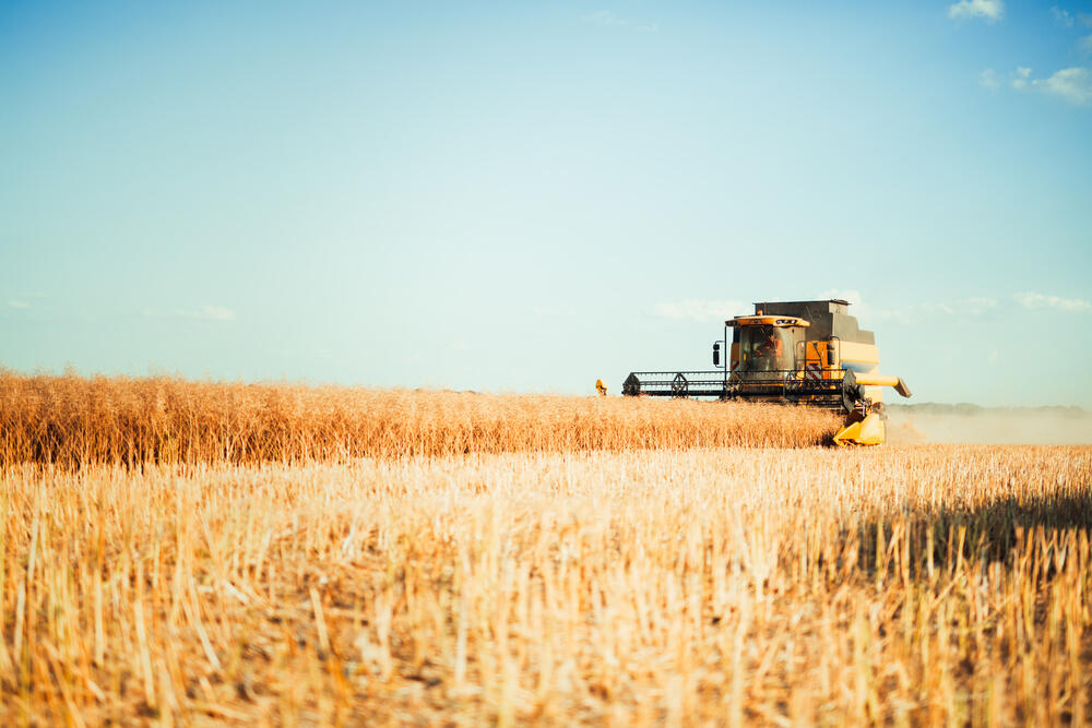 В Казахстане планируют собрать порядка 11,2 млн тонн пшеницы 