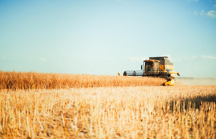 В Казахстане планируют собрать порядка 11,2 млн тонн пшеницы 
