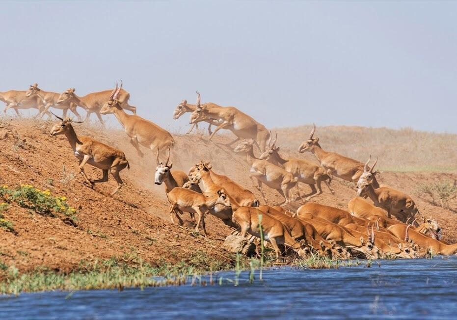 Любительскую охоту на сайгаков разрешат в Казахстане