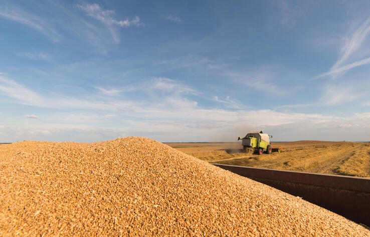 В Казахстане пшеницы намолотили на 30% меньше прошлогоднего показателя 