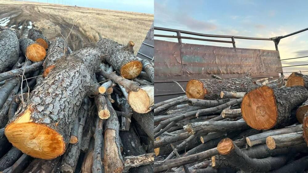 В Актюбинской области сельчане вырубили краснокнижные деревья 