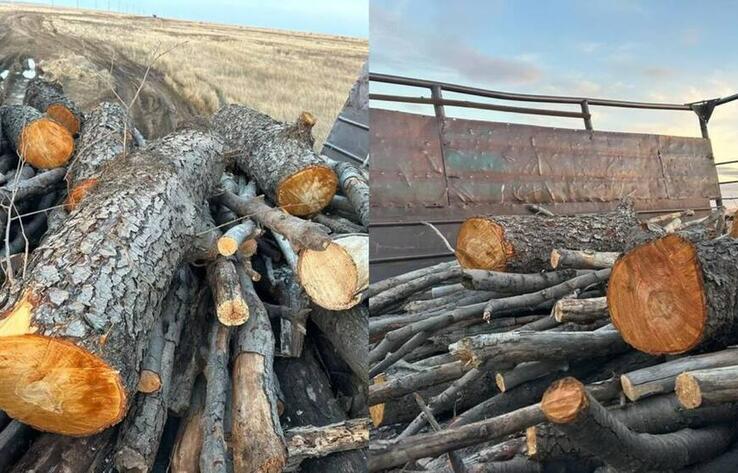 В Актюбинской области сельчане вырубили краснокнижные деревья 