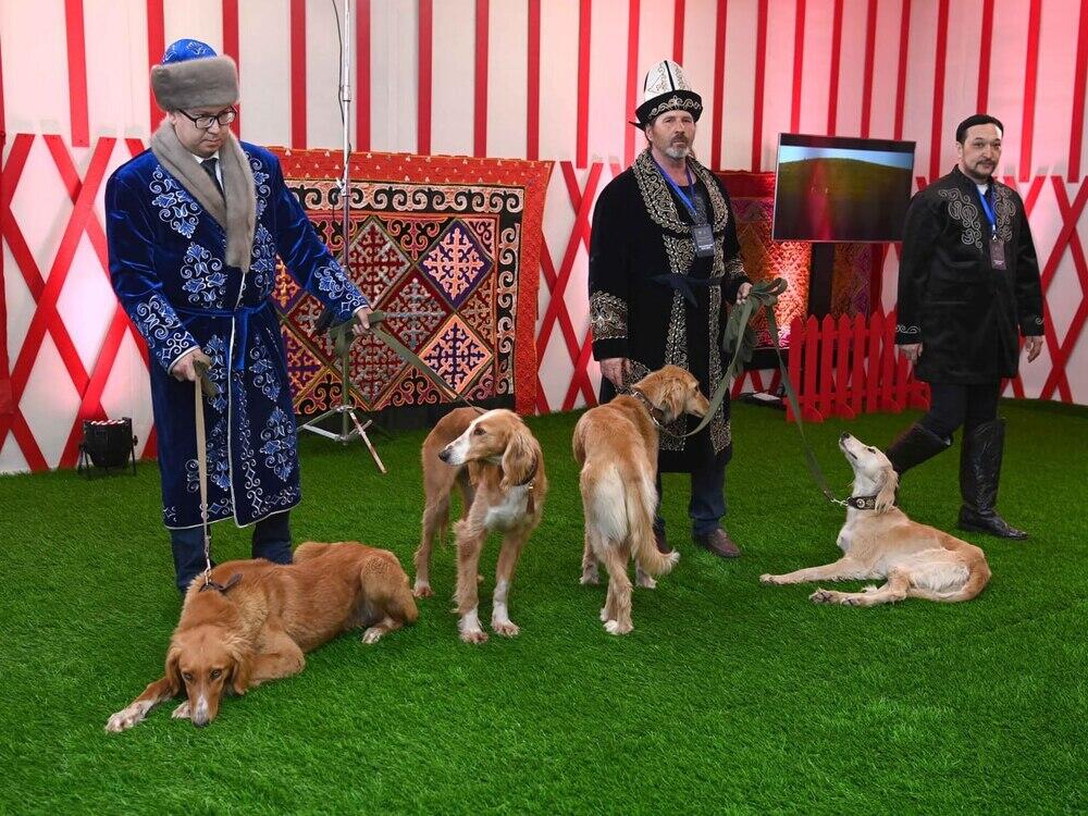Главе государства подарили щенка тазы по кличке Наурыз. Фото: Акорда