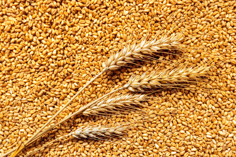 Казахстан экспортировал в Китай около 1,5 млн тонн зерна