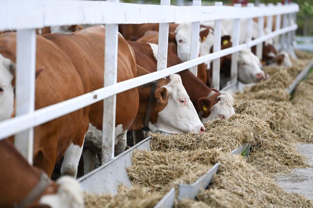 В регионах Казахстана заготовили свыше 24 млн тонн кормов для скота

