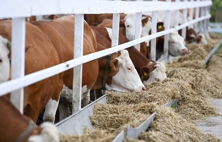 В регионах Казахстана заготовили свыше 24 млн тонн кормов для скота
