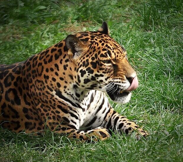  В зоопарке Алматы рассказали историю ягуара по кличке Диана. Фото: instagram/almatyzoo