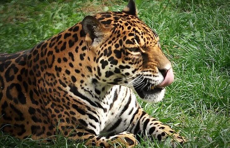  В зоопарке Алматы рассказали историю ягуара по кличке Диана