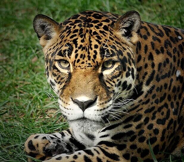  В зоопарке Алматы рассказали историю ягуара по кличке Диана. Фото: instagram/almatyzoo