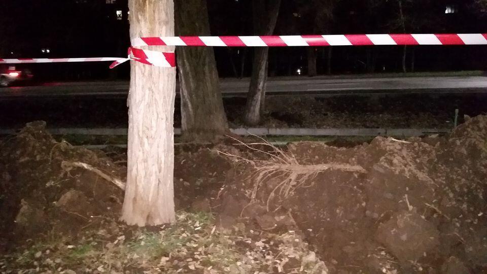 Алматинцы заявили о массовом повреждении деревьев при прокладке подземных коммуникаций в городе