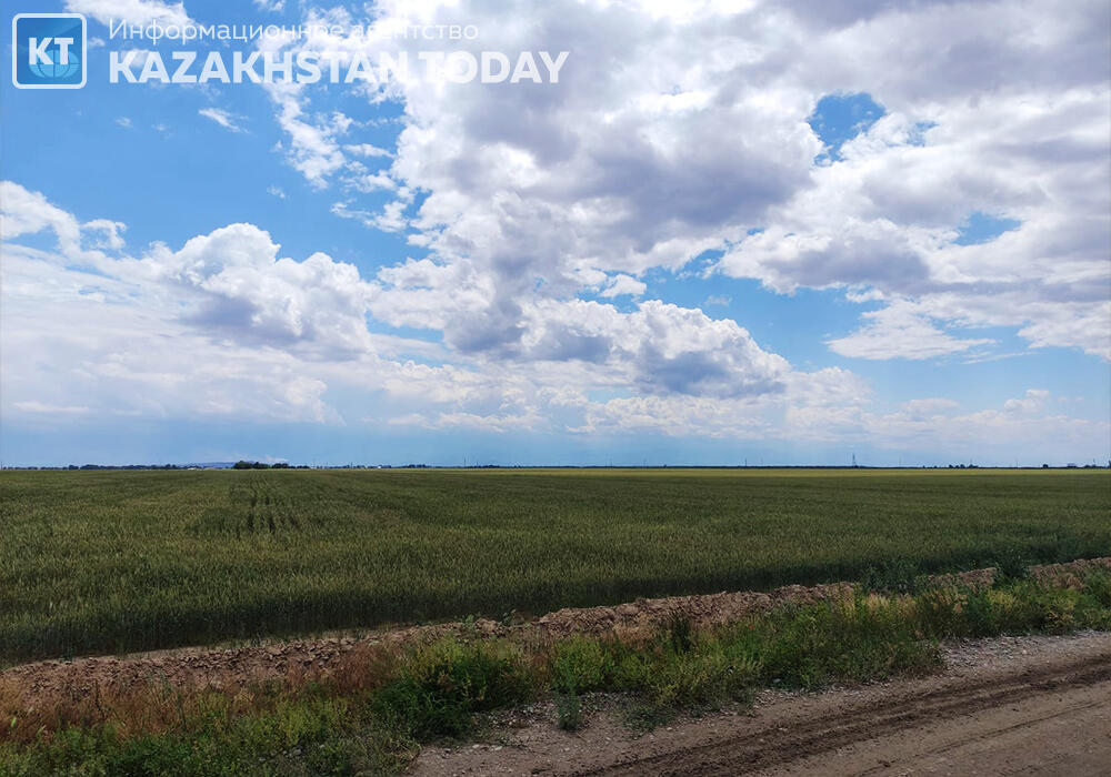Более 200 гектаров земли незаконно оформили чиновники в Туркестанской области