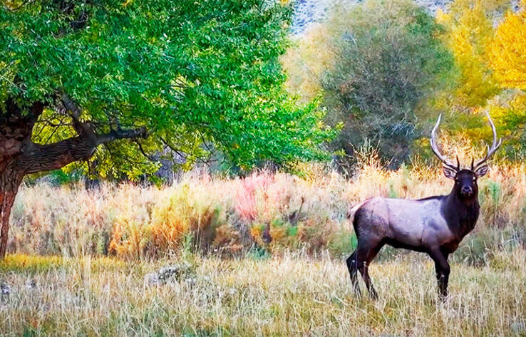 Осеннее настроение в глубинах Тянь-Шаня
