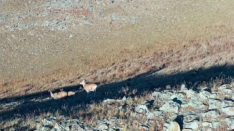 Архары в горах Алтая в Синьцзяне