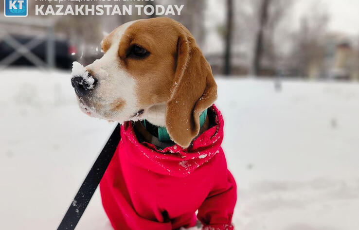 First snow fell in Almaty