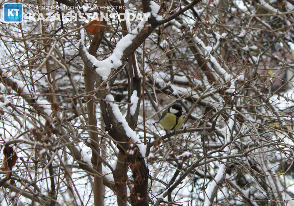 First snow fell in Almaty