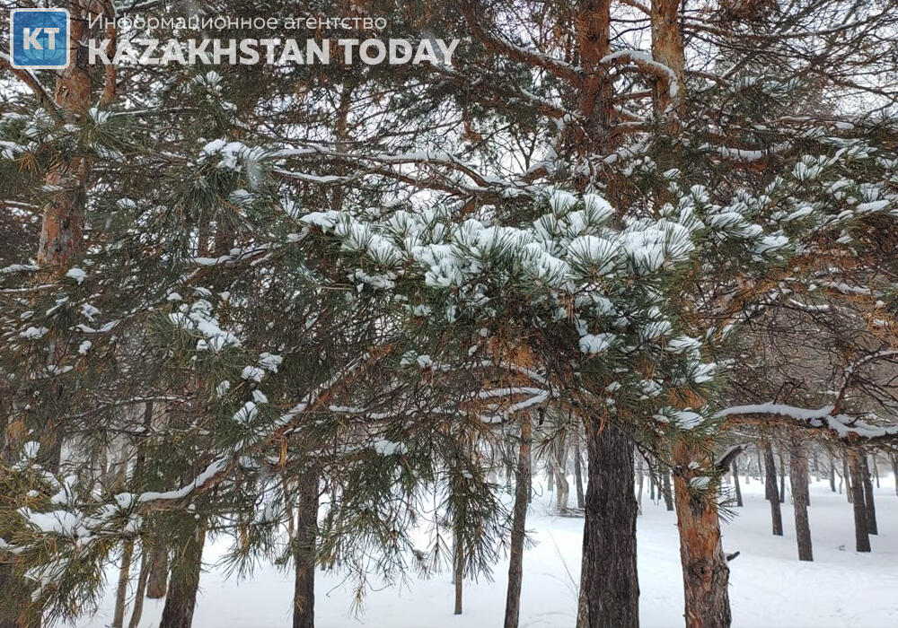 В Алматы выкопали редкие деревья ради пробивки улицы