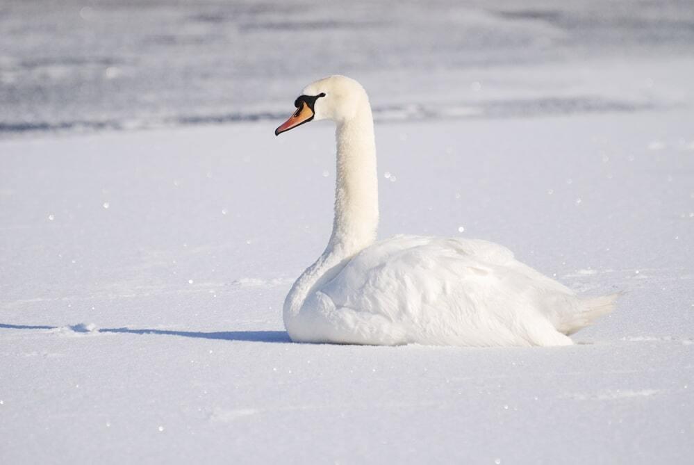 Swan rescued from frozen in Taraz
