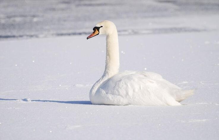 Swan rescued from frozen in Taraz