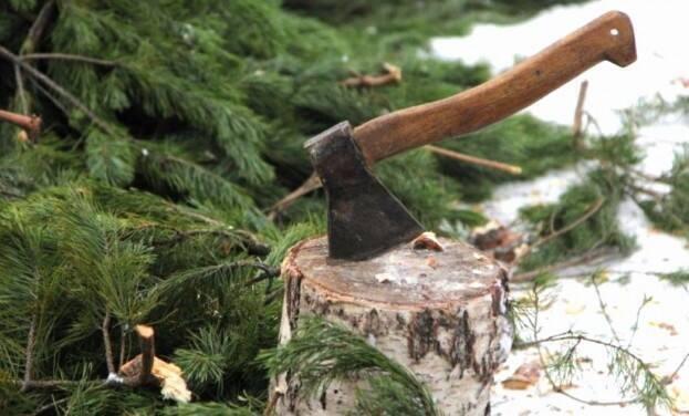 Сообщать о незаконной вырубке елок просит казахстанцев МВД