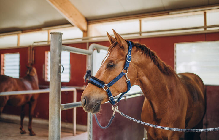 В Казахстане 140 млн тенге планируют направить на сохранение национальной породы лошадей