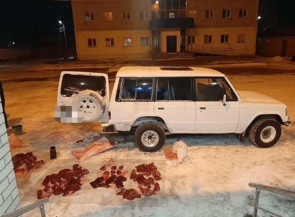 В Павлодарской области охотники без лицензии застрелили двух косуль