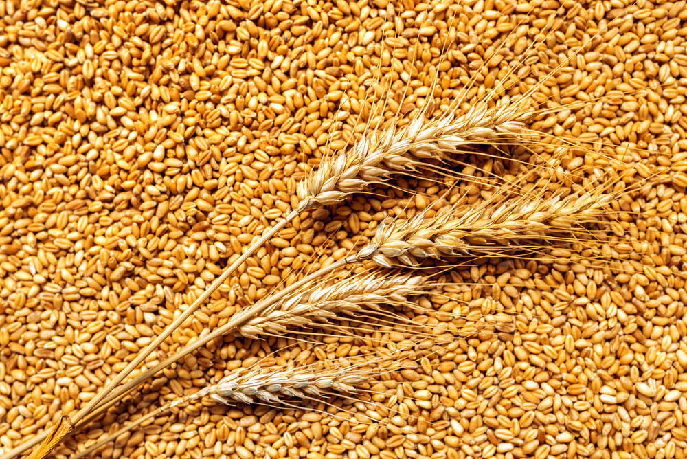 Экспорт казахстанского зерна вырос на 24 процента