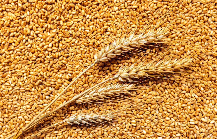 Экспорт казахстанского зерна вырос на 24 процента