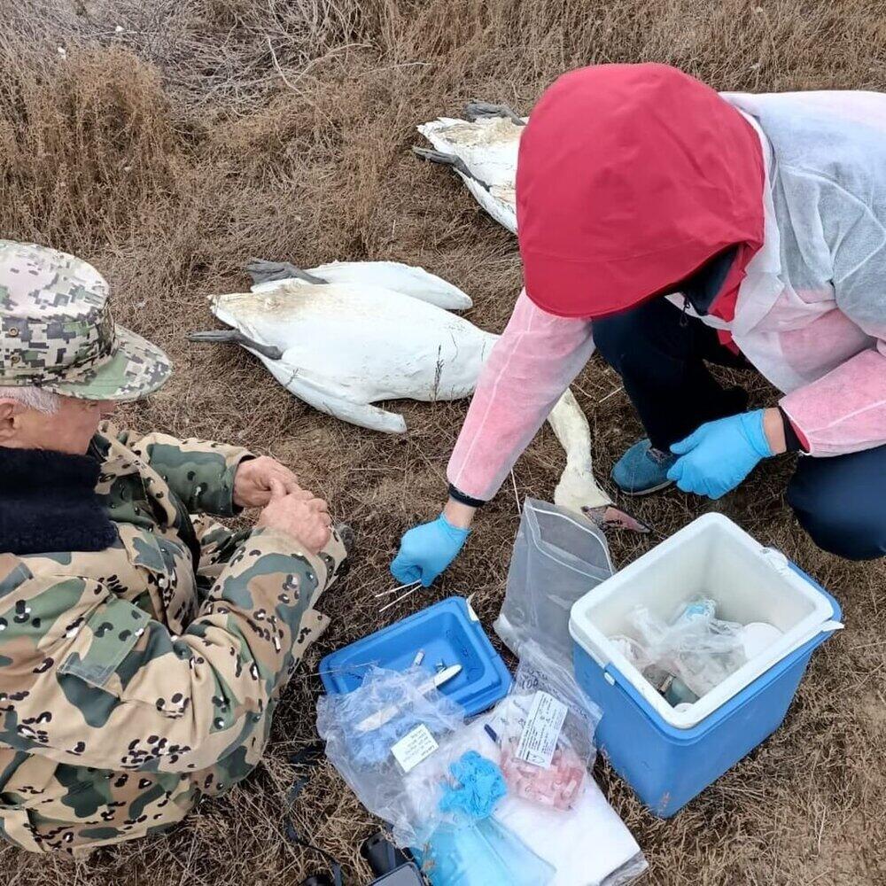 Десятки мертвых лебедей обнаружили у берегов Караколя
