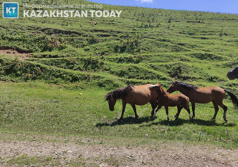 В Казахстане 20 млн гектаров пастбищных угодий вернут государству
