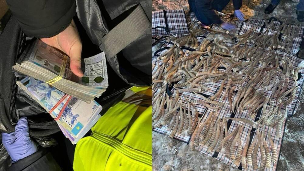 Рога сайги на 2 млрд тенге изъяли у иностранца в Костанайской области